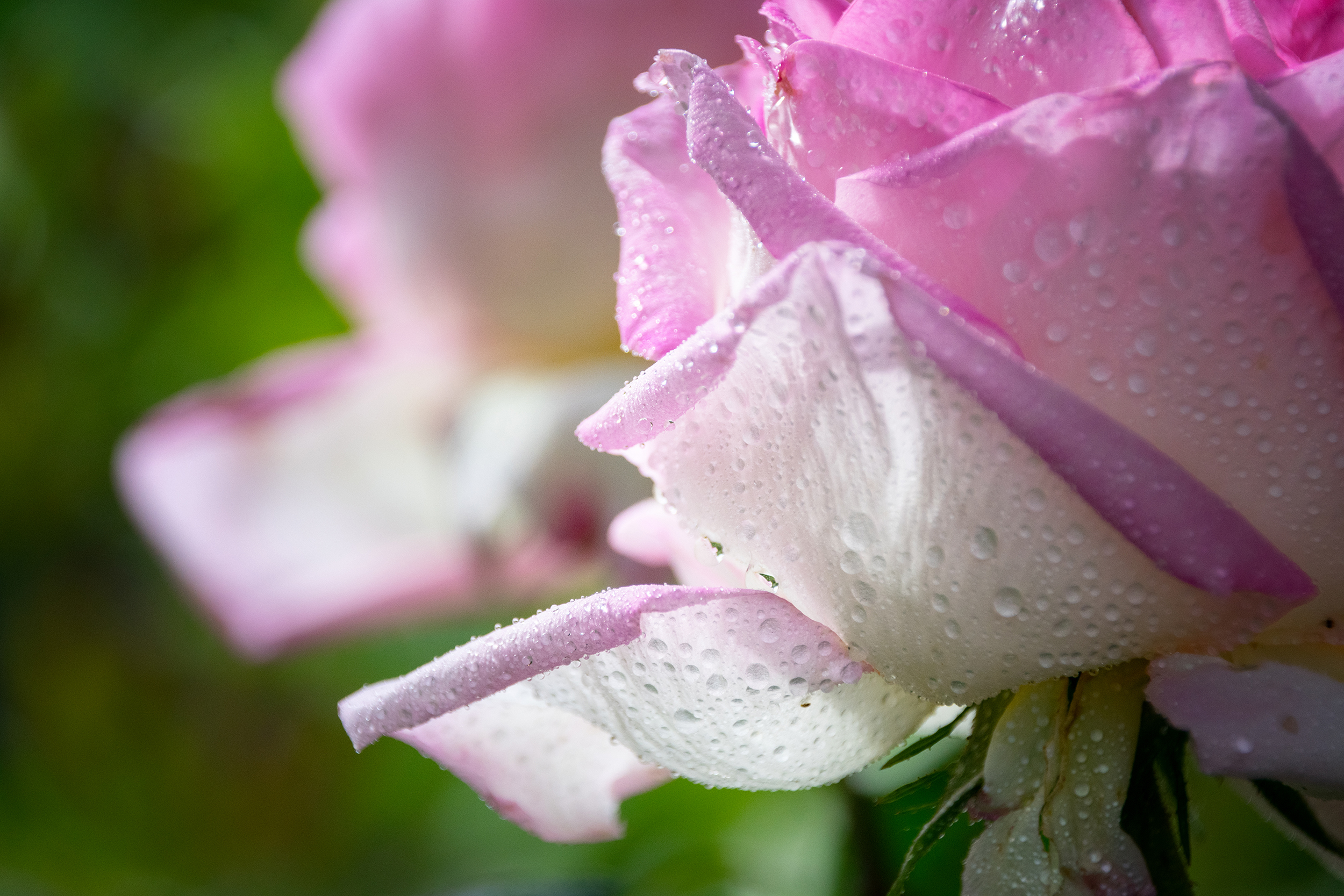 riflesso di rosa di Zerosedici