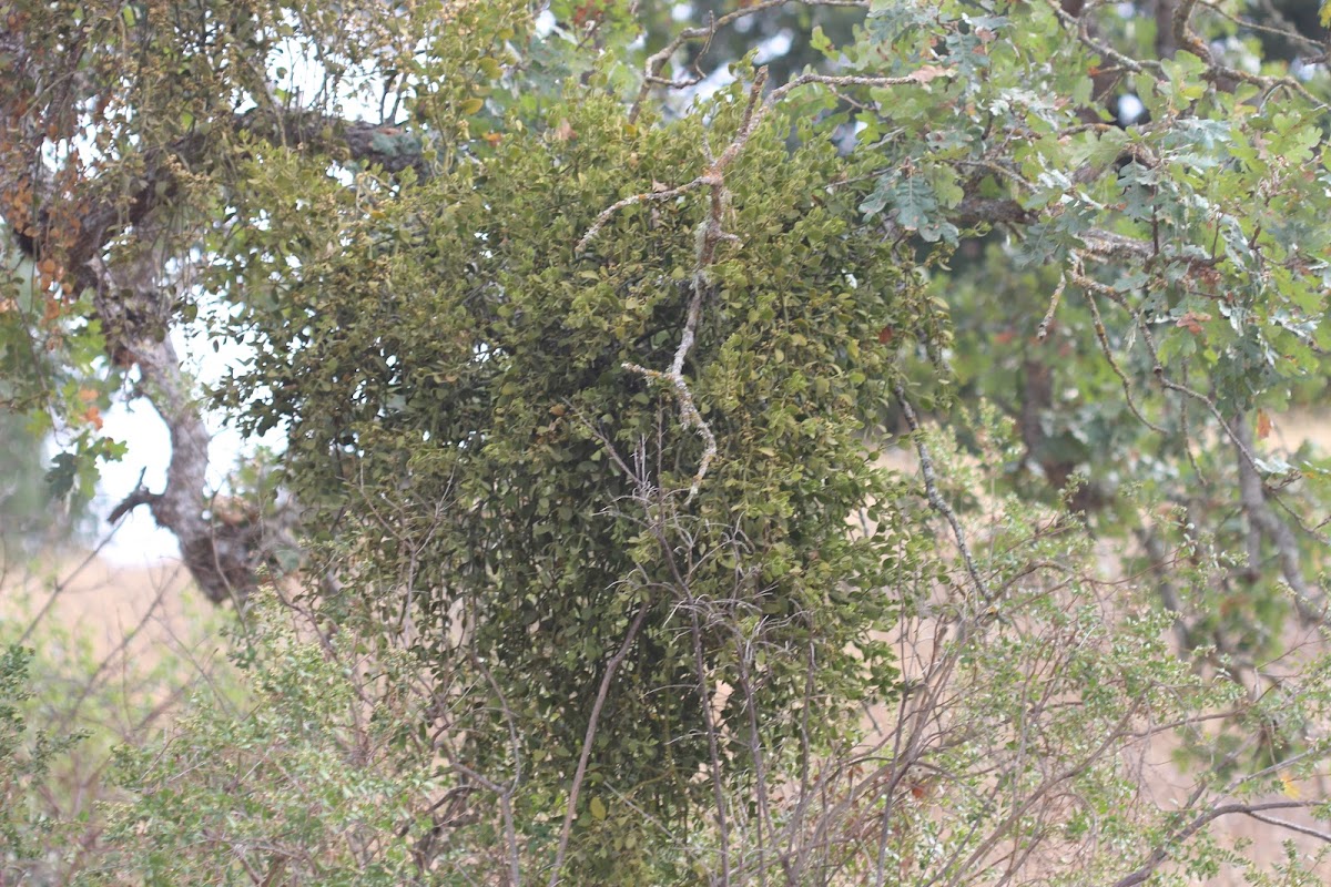 Bigleaf Mistletoe