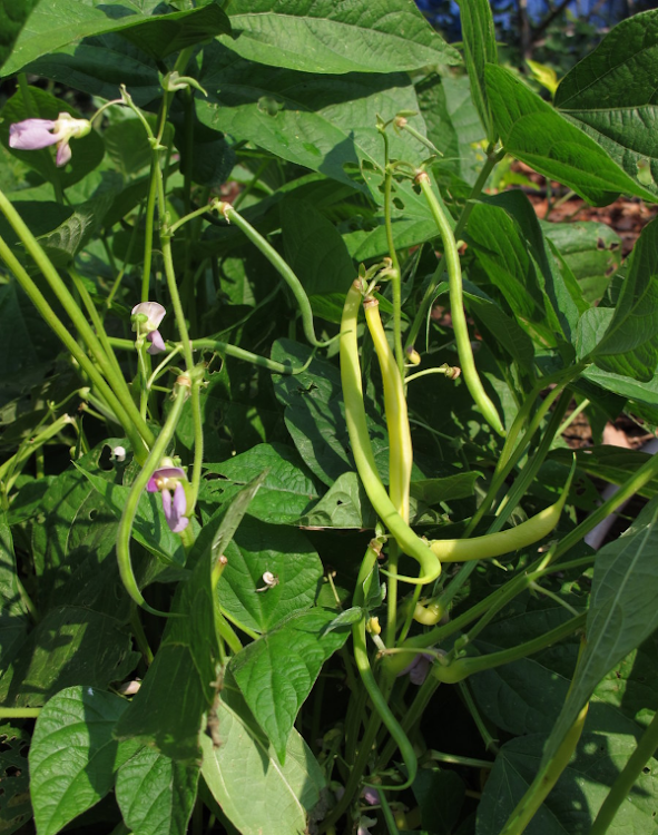 You can harvest bush beans about 40 - 60 days after planting.