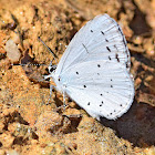 Holly Blue