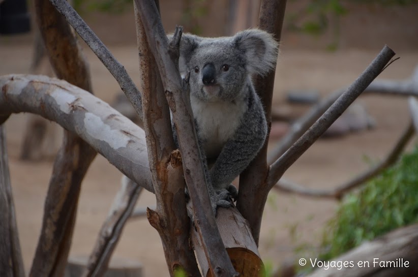 San Diego Zoo, Koalas