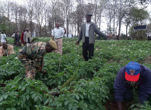 Kenya Wildlife Service (KWS) and Kenya Forest Service (KFS) join farmers in tree planting in farms.