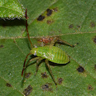 Nymph