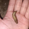 Sphinx Moth Pupa