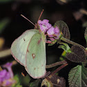 Orange Sulphur