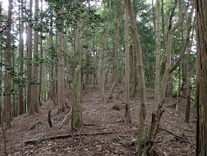 変化のない尾根が続く