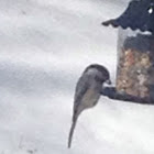 Coal tit