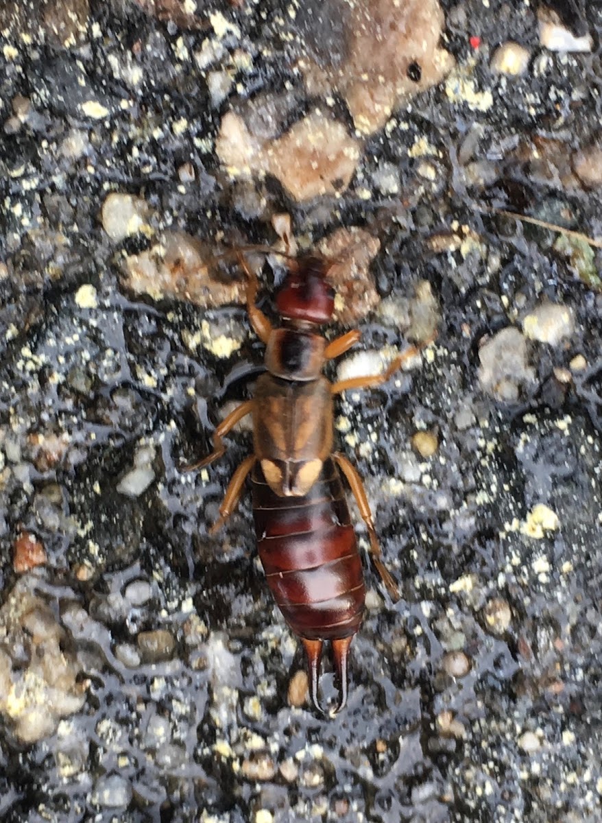 European Earwig