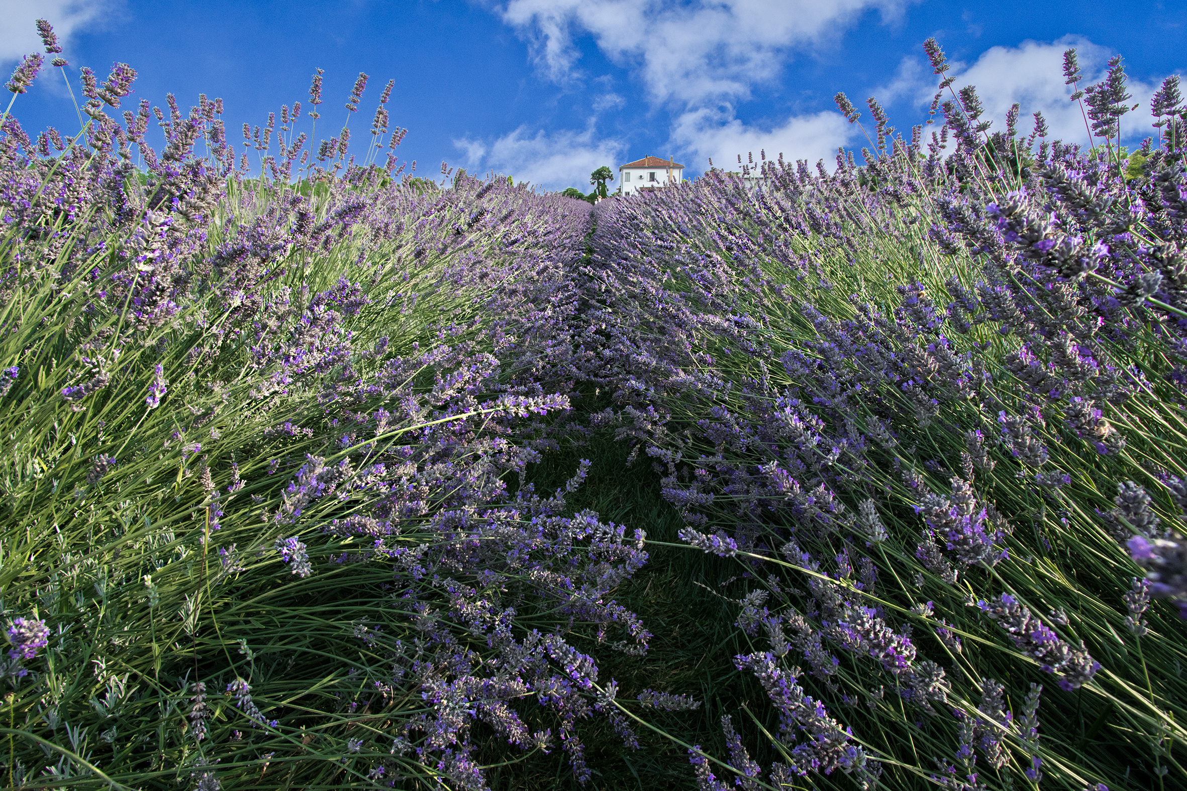 tra la lavanda di Tony6018