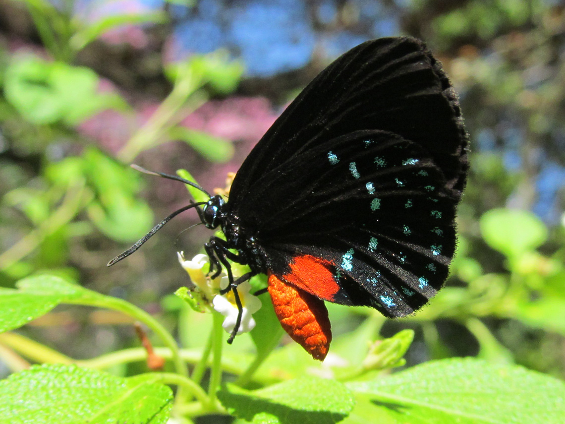 Atala Hairstreak