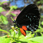 Atala Hairstreak