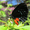 Atala Hairstreak