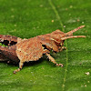 Spur-throated Grasshopper