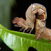 Geometrid caterpillar