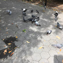 Columbidae