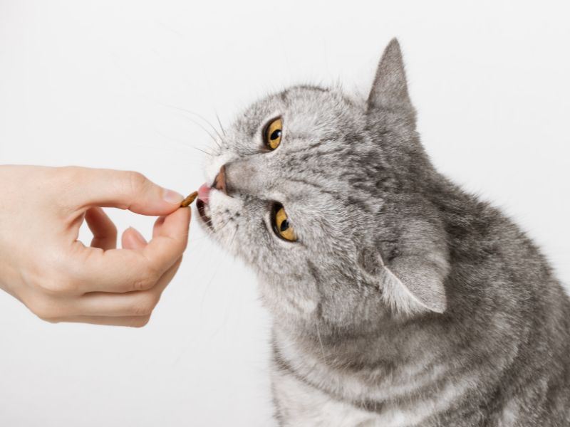 giving-feline-treat