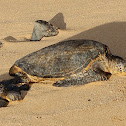 Green Sea Turtle