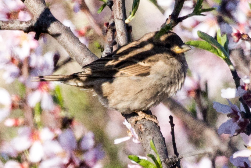 House Sparrow; Gorrión Común