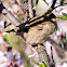 House Sparrow; Gorrión Común