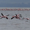 Lesser Flamingo