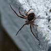 Bridge or Gray Cross spider