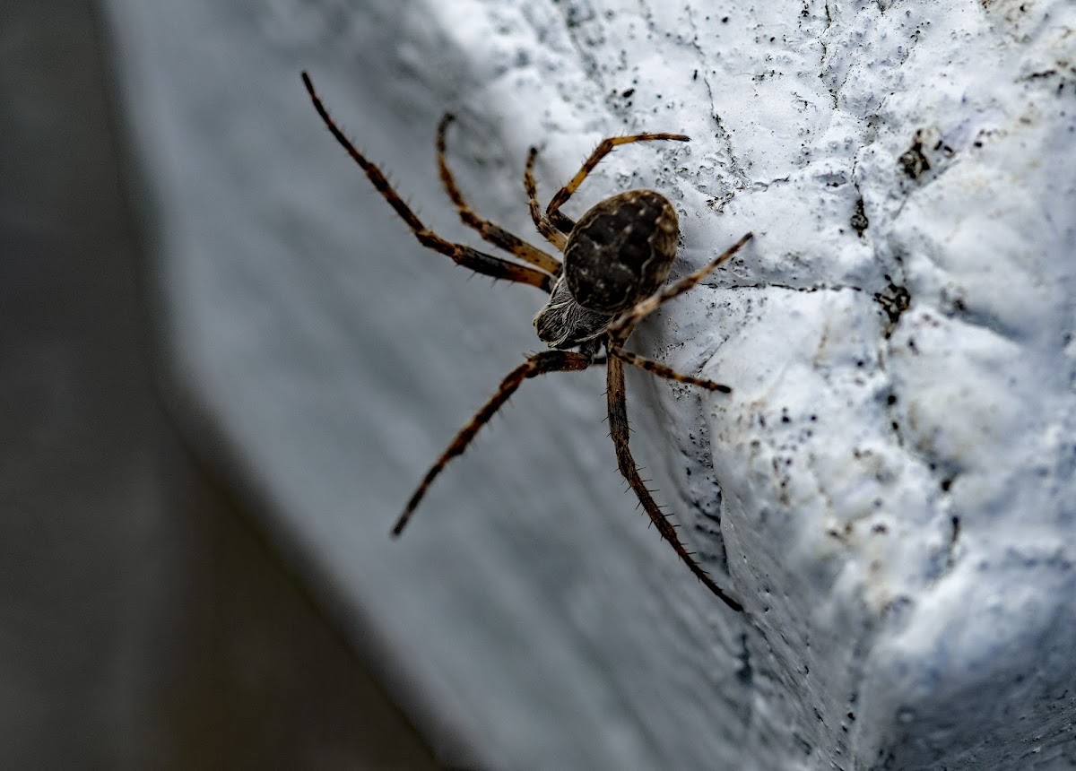 Bridge or Gray Cross spider