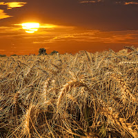 Le spighe hanno il colore dell'estate di 