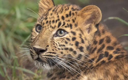 Leopard Cub Gazes with Curiosity in Lush screenshot 2