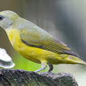 Yellow-crowned Euphonia