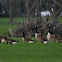 Greater White-fronted Goose