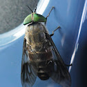 Australian Common March Fly (male)