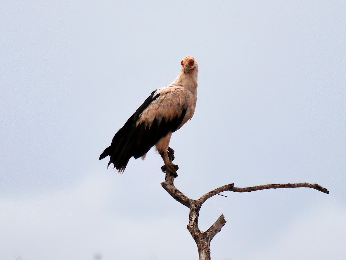 Palm nut vulture