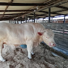 Charolais cattle