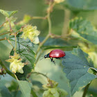 Chrysomela populi