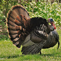 Wild Turkey