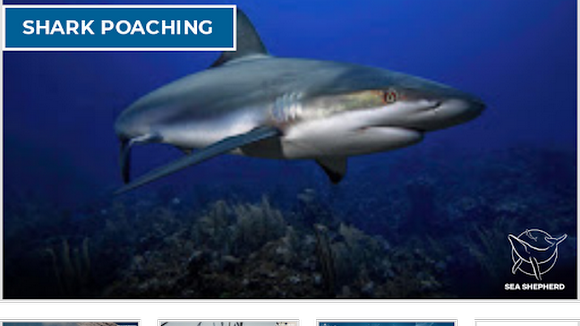 Shark Poaching (Primary) - LessonUp