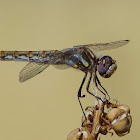 Variegated Meadowhak