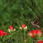 White-lined Sphinx Moth