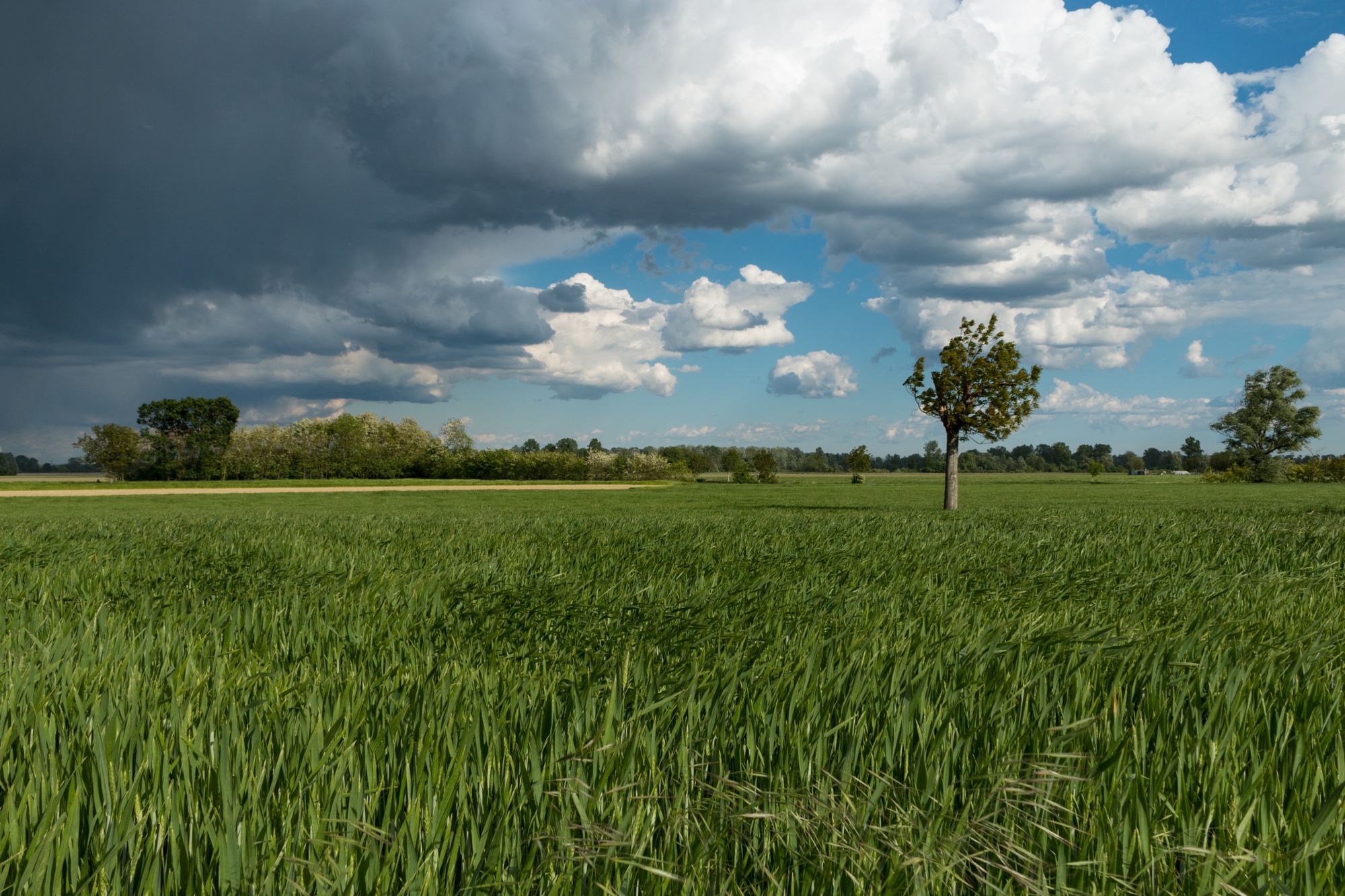 E il grano matura, cullato dal vento... di Davide_79