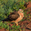 Harrier - Montagu's Harrier (Female)