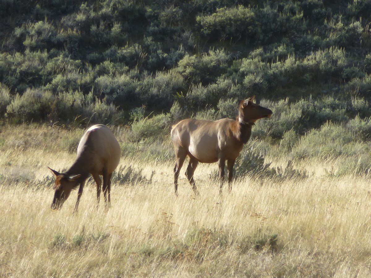 Elk