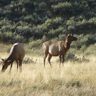 Elk