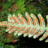 Polypody