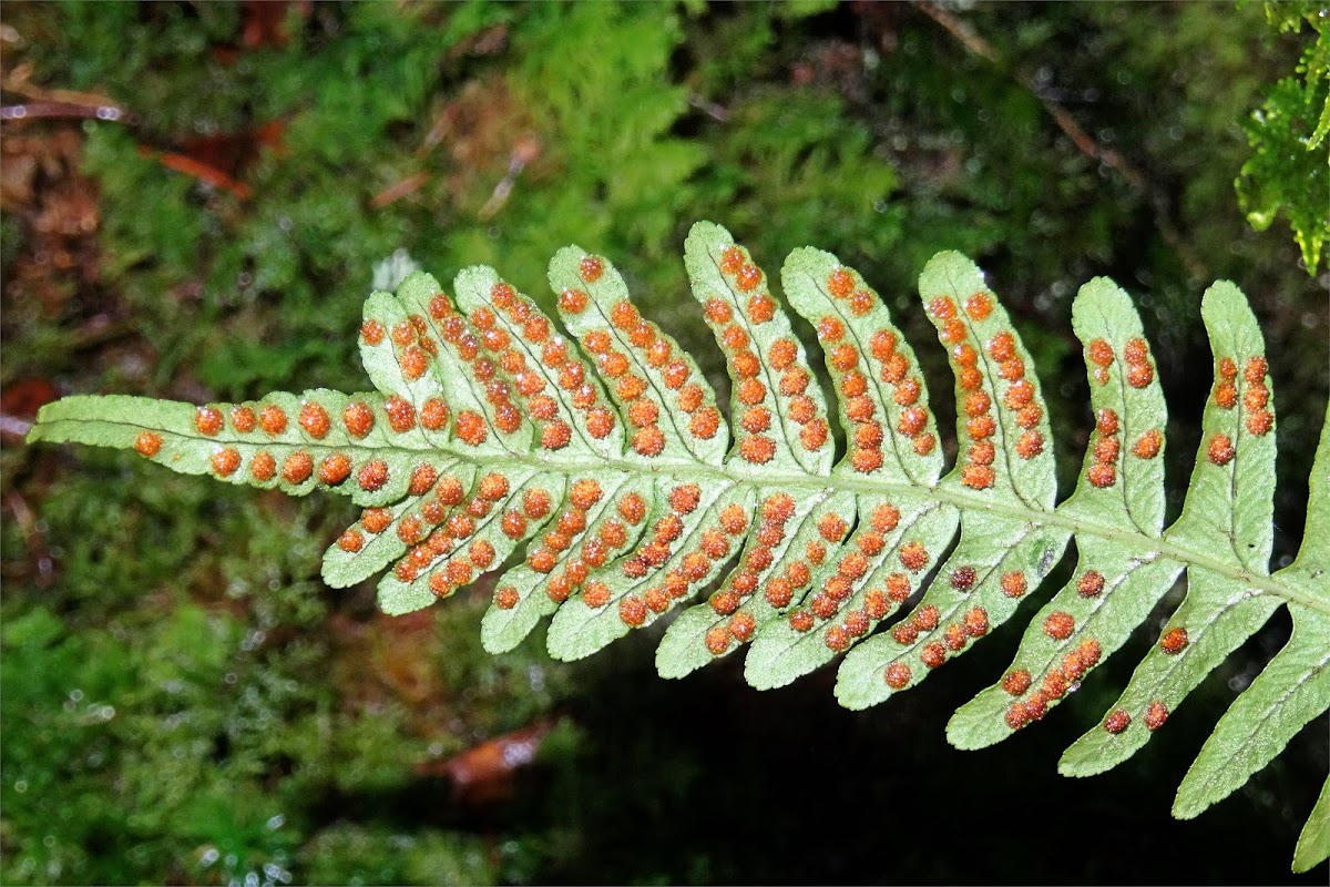 Polypody