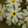 Bird's-eye Primrose