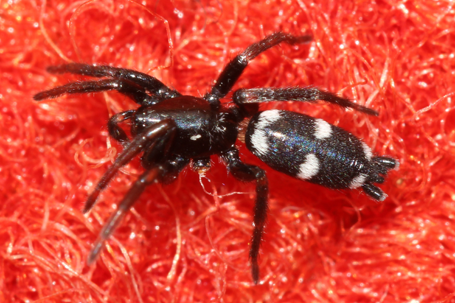 Aphantaulax cincta