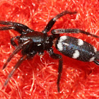 Aphantaulax cincta