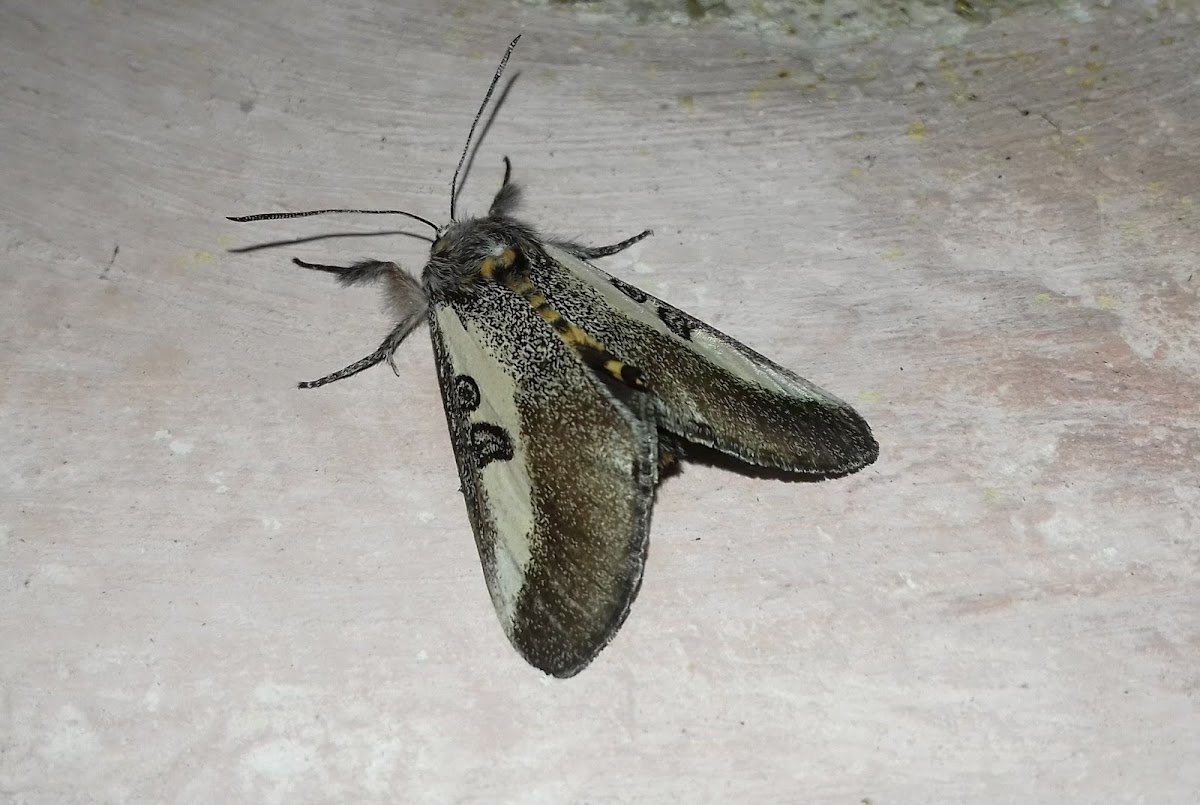 Moth