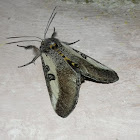 Moth