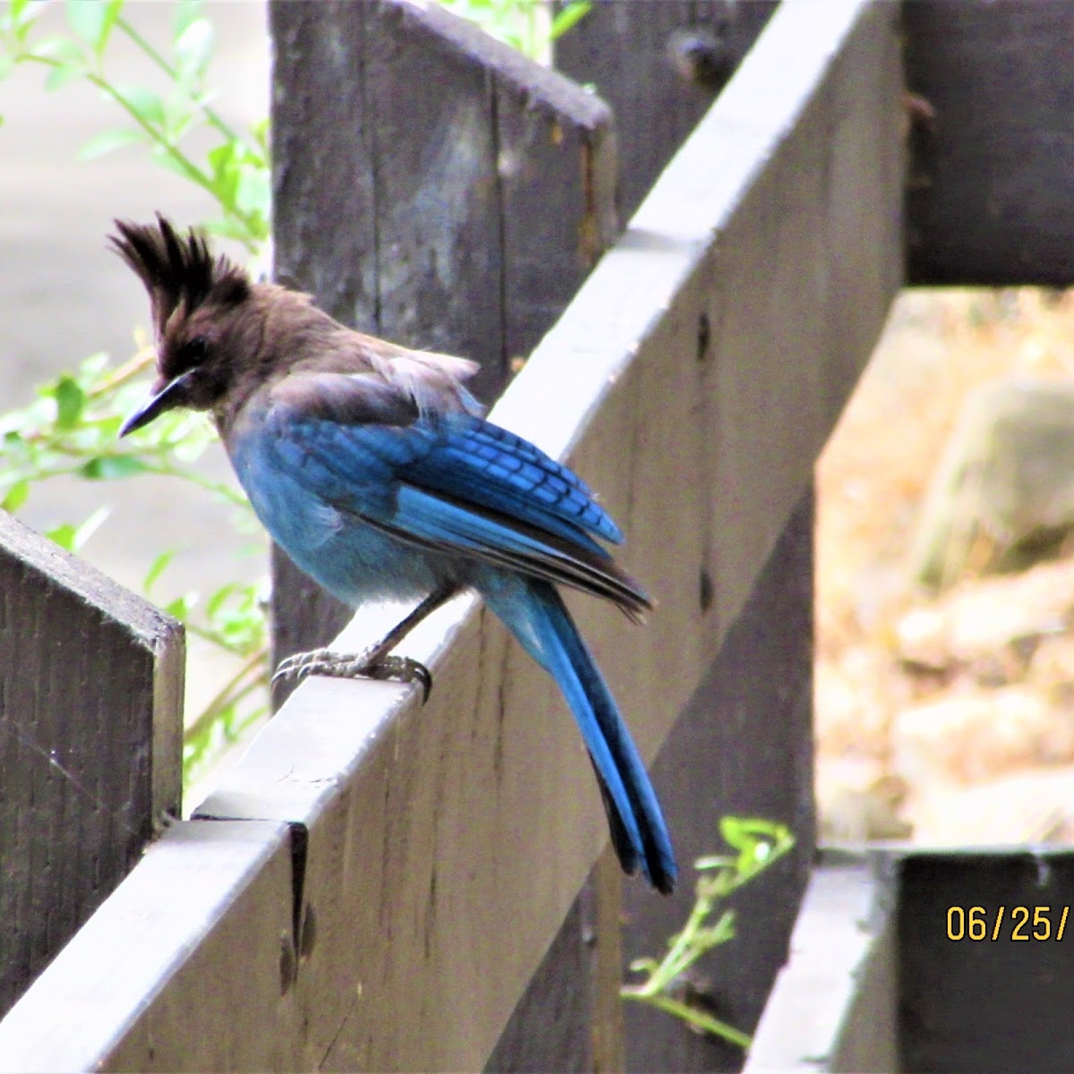 Stellar Jay